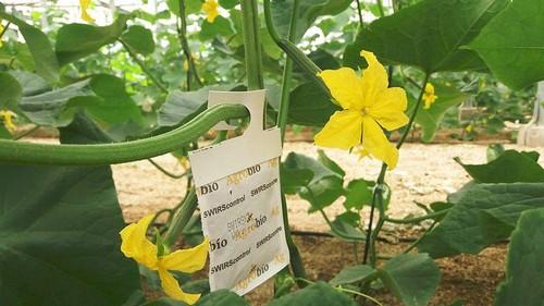 Agrobío destaca por su tecnología innovadora en control biológico