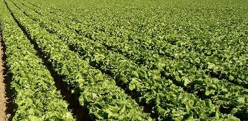 Syngenta celebra sus 'Open Salads Days' la próxima semana en su finca de Torre Pacheco