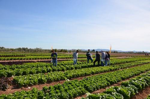 Las nuevas lechugas de Nunhems® conquistan al consumidor por su sabor