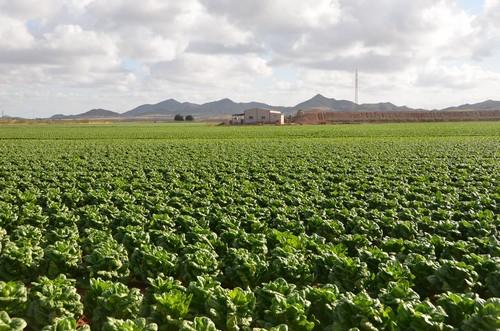 ISI Sementi avanza en su programa de lechuga con el fin de cubrir todos los ciclos