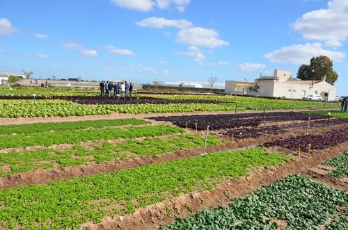 Bejo muestra su fortaleza en lechuga, brassicas y otros cultivos en su jornada de puertas abiertas