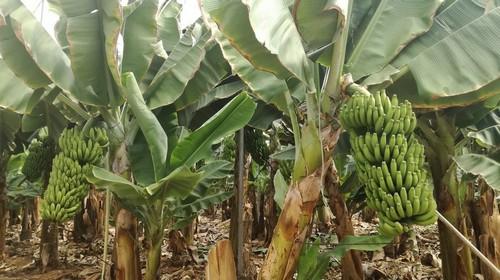 Vellsam se consolida en las islas Canarias con la distribución de su nueva gama de cristalinos sólidos