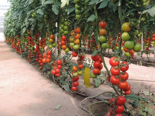España exigirá reciprocidad en los acuerdos agrícolas de la UE con países terceros