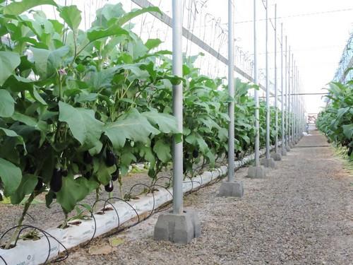 El Gobierno inicia la redacción de un Plan Estratégico de mejora de la competitividad del sector agrícola y ganadero