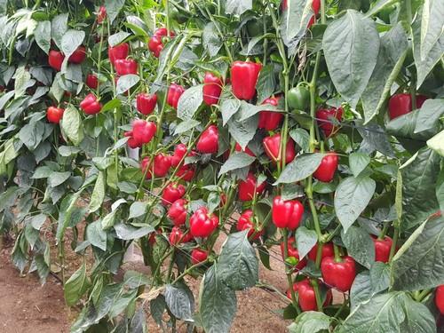 Hispano y Numanthia hacen crecer el catálogo de pimiento California con resistencia a oídio de Zeraim