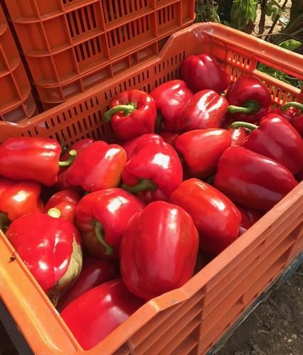 El pimiento, la única hortaliza que da la cara en la semana ocho del año