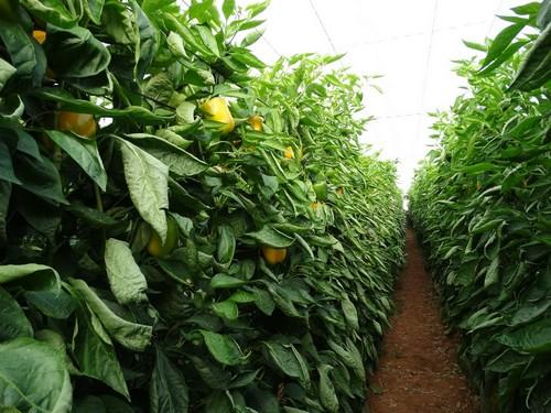 El agricultor almeriense optará está campaña por ciclos cortos de pimiento