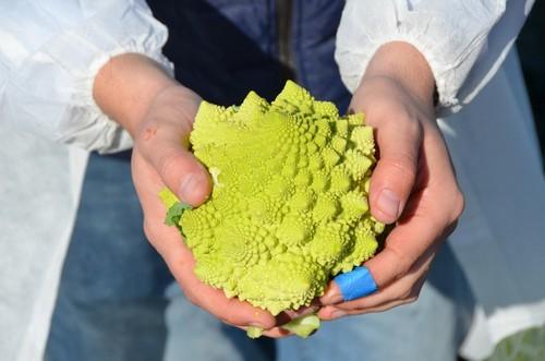 HM.Clause pone en valor sus novedades y variedades clave en brassicas en su primer Winter Open Field Days en Pozo Estrecho