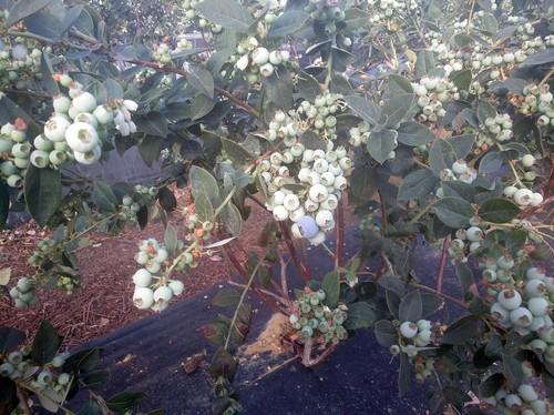 Ecoculture Biosciences logra reducir el arrugamiento en arándano Ventura en una finca en Moguer