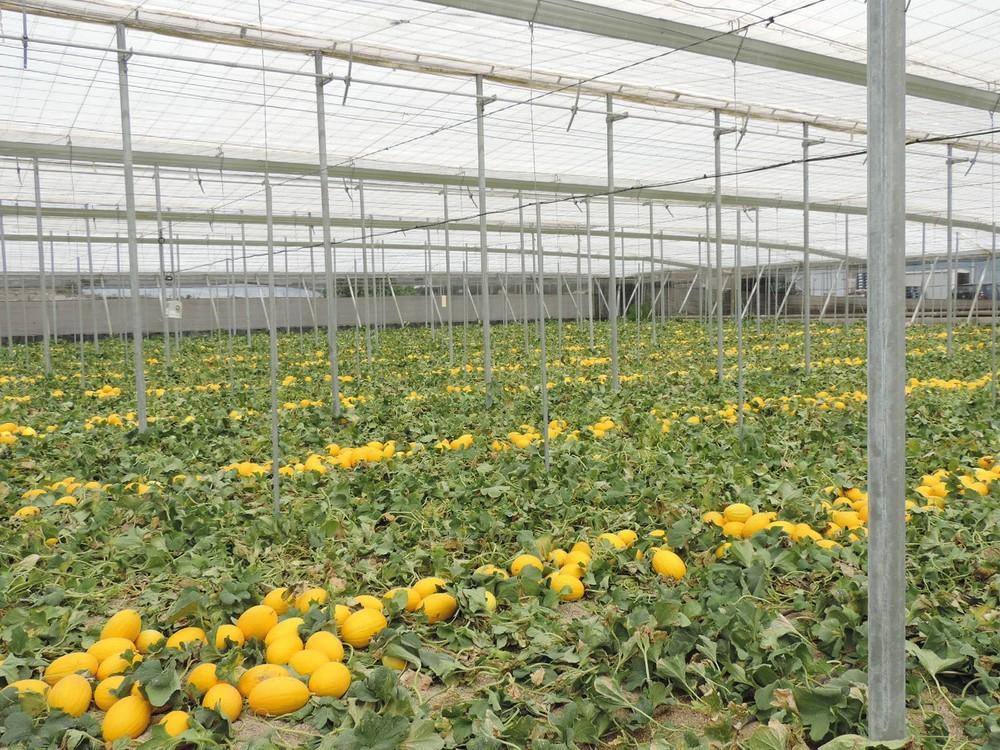 La Junta inicia el 21 de marzo  la campaña ‘No cortes en verde’ para fomentar la comercialización de melón y sandía con maduración óptima