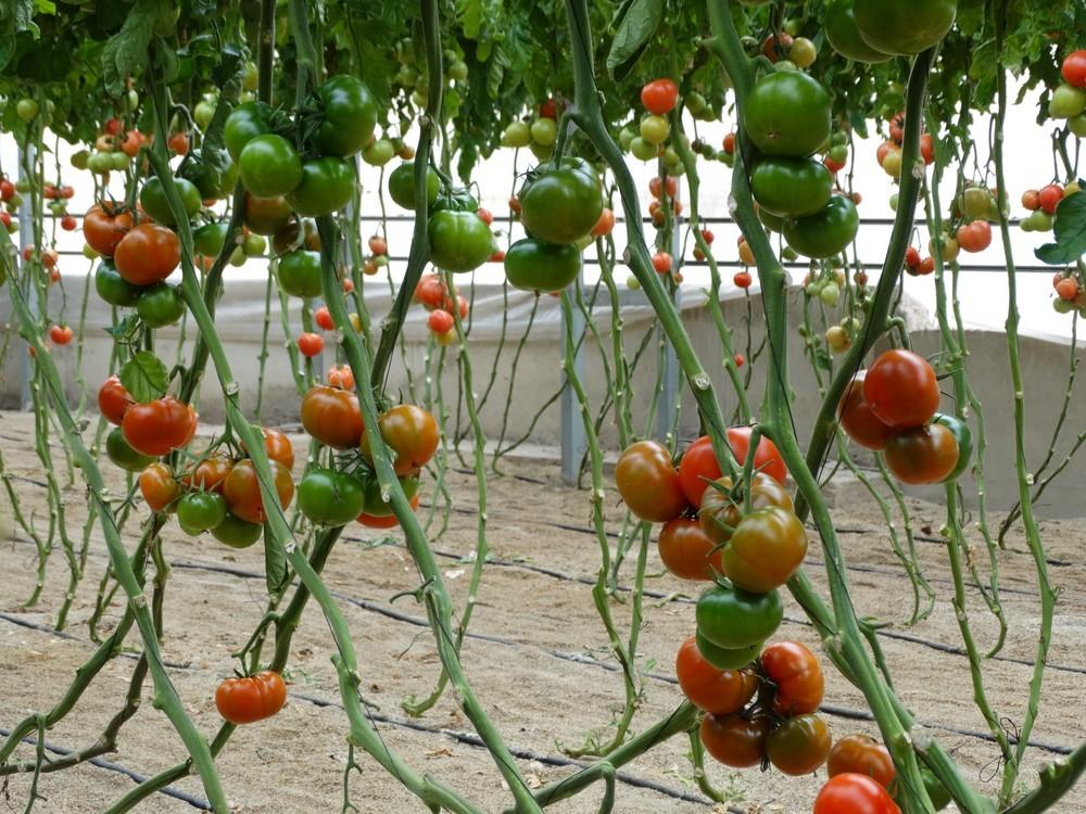 Rijk Zwaan asegura más sabor y color, buen calibre y producción escalonada con Caboverde RZ y Atakama RZ