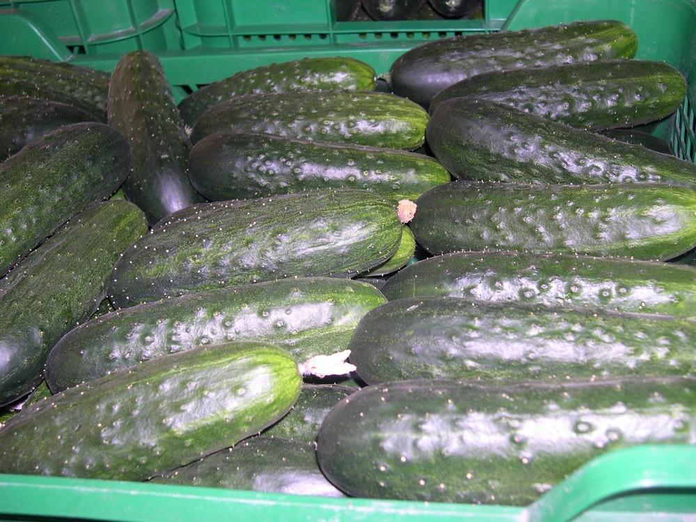 Pepino y tomate, únicos productos que experimentan un repunte de precio