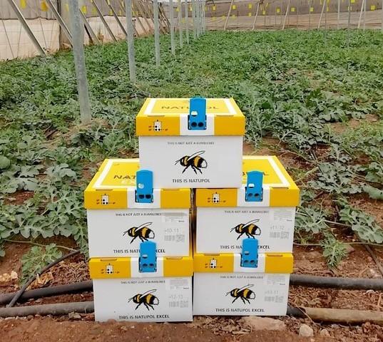 Koppert recomienda el uso de abejorros para mejorar la polinización de melón y sandía en invernadero