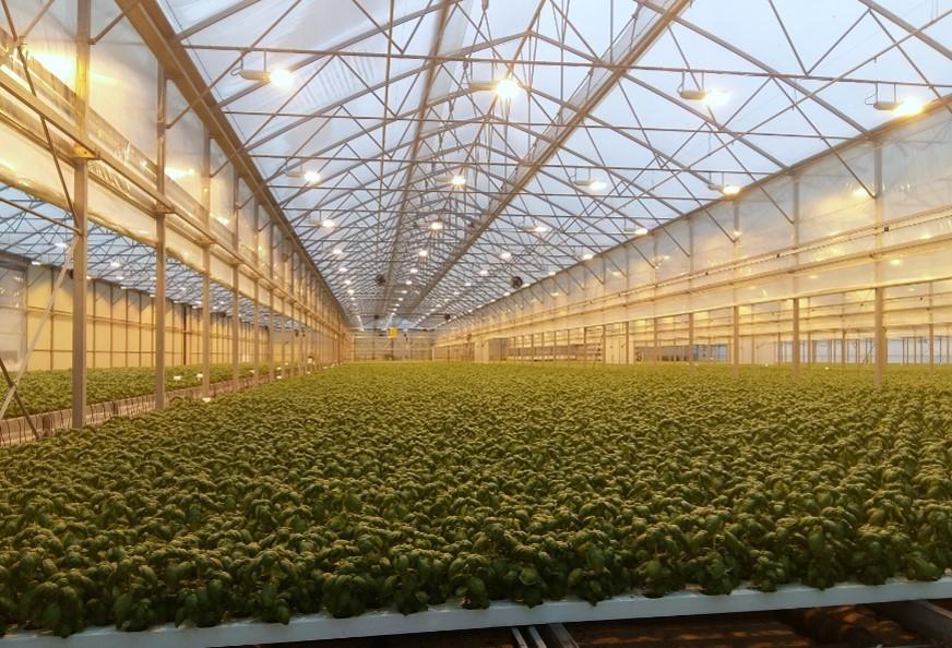 La innovación hortícola será la protagonista de Macfrut