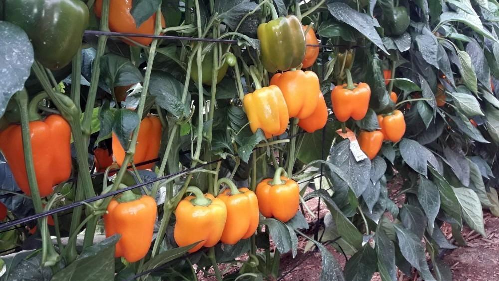 Ramiro Arnedo aumenta su posicionamiento  en California y tomate rama