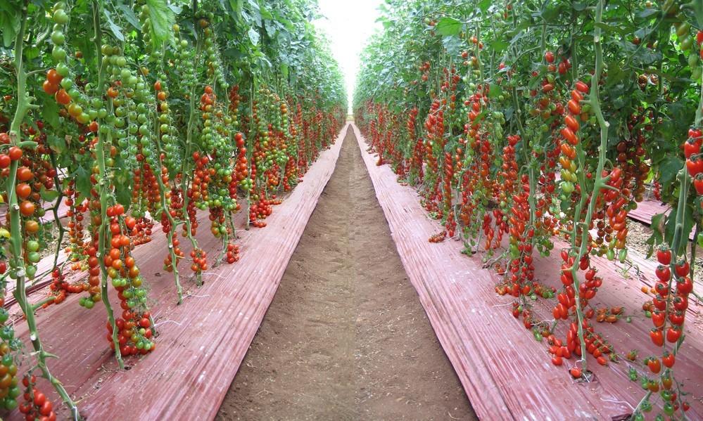 Sabor y color en los cherry de ISI Sementi