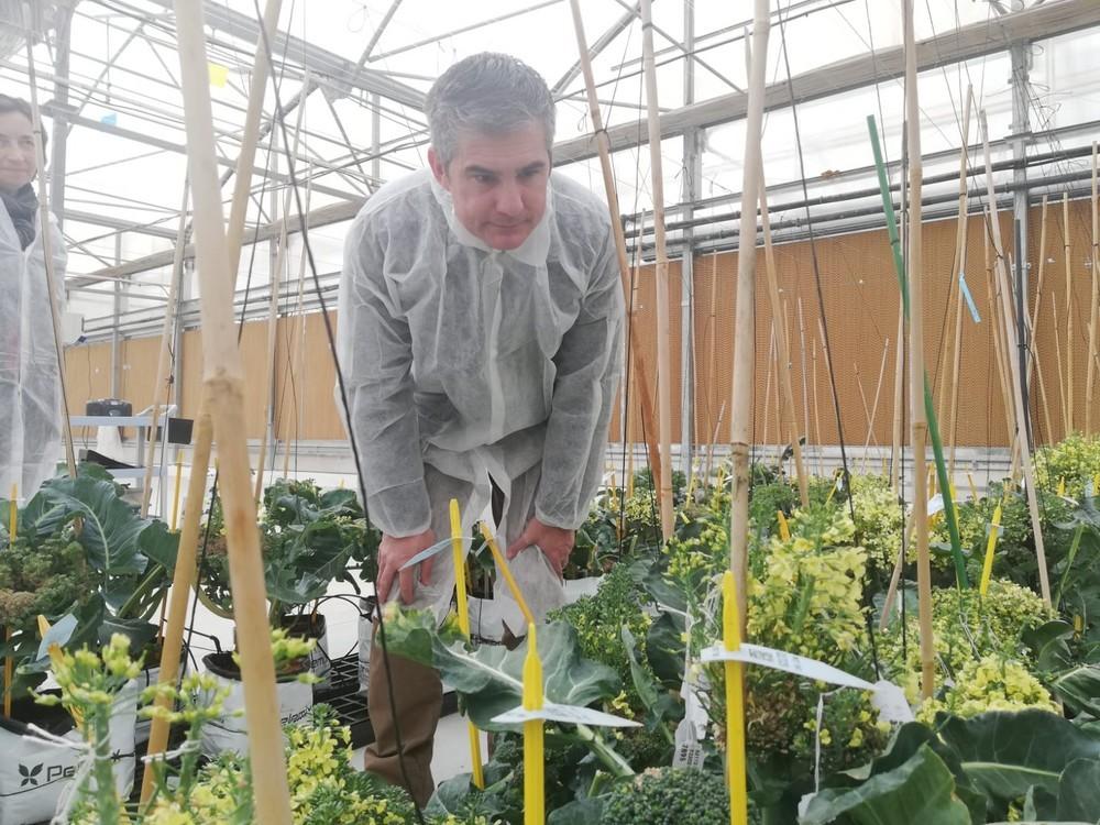 La agricultura regional se convierte en referente en la mejora genética de semillas de hortícolas