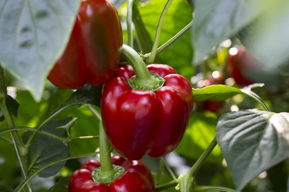 Rijk Zwaan asegura el cultivo de pimiento  y se reinventa con nuevas variedades  para todos los ciclos