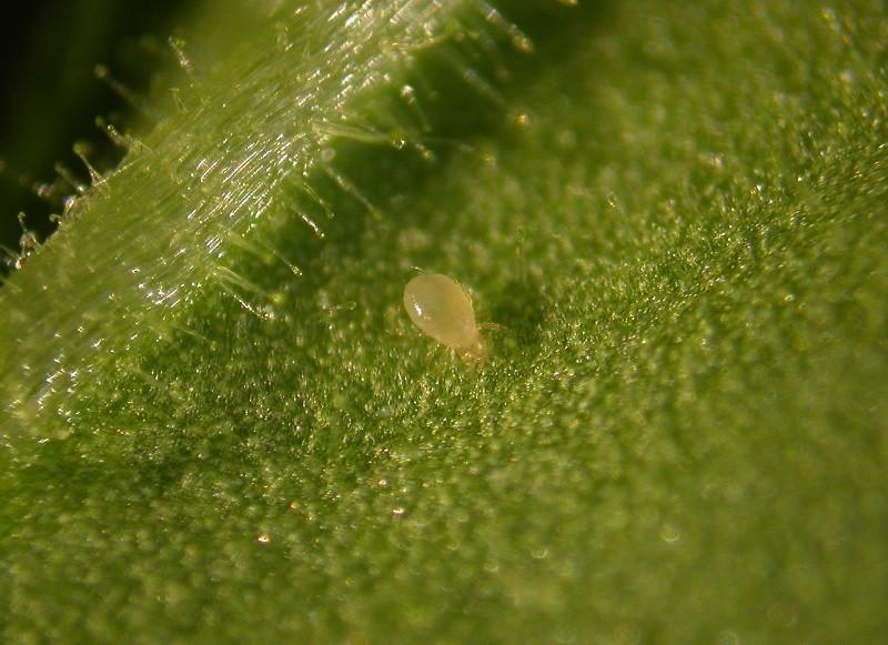 El Foro de BioProtección Vegetal constituye un Comité Científico-Técnico integrado por expertos en control biológico