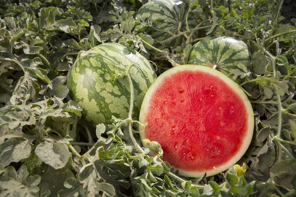 Rijk Zwaan asegura productividad, calibre y dulzor con Kidman RZ, Amaltea RZ y el 62-356 RZ