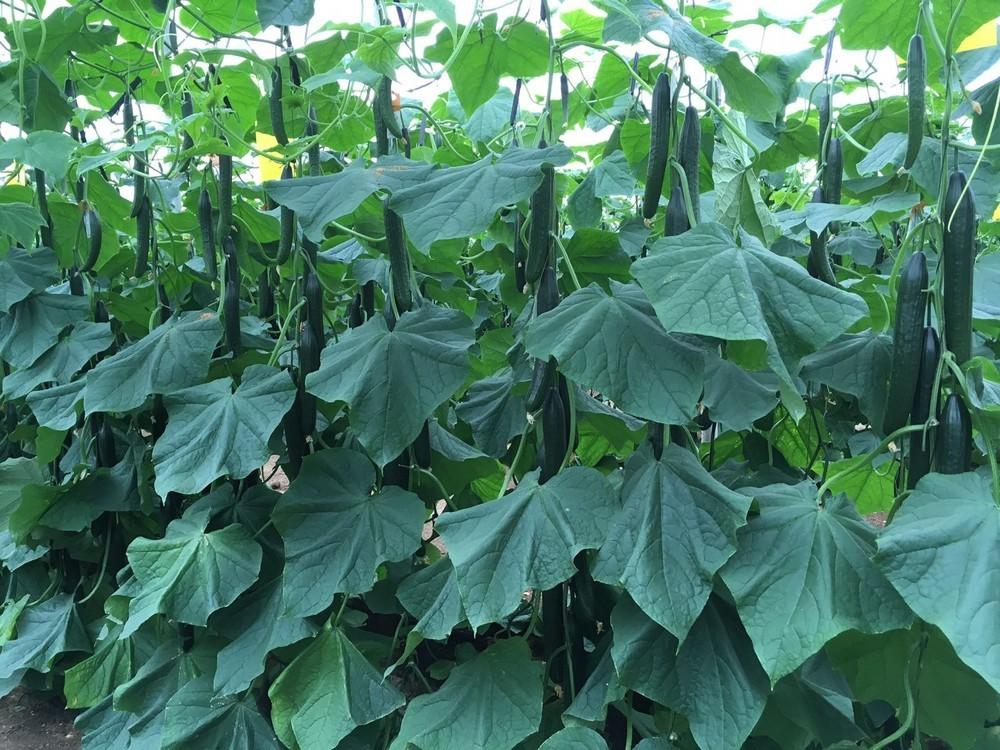 Arrecife RZ y Maritimo RZ ayudan al agricultor  con el CGMMV y mejoran en producción y calidad