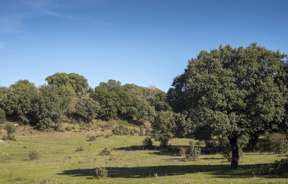El Grupo Osborne y Trichodex buscan soluciones para la protección y conservación de la vid y la encina