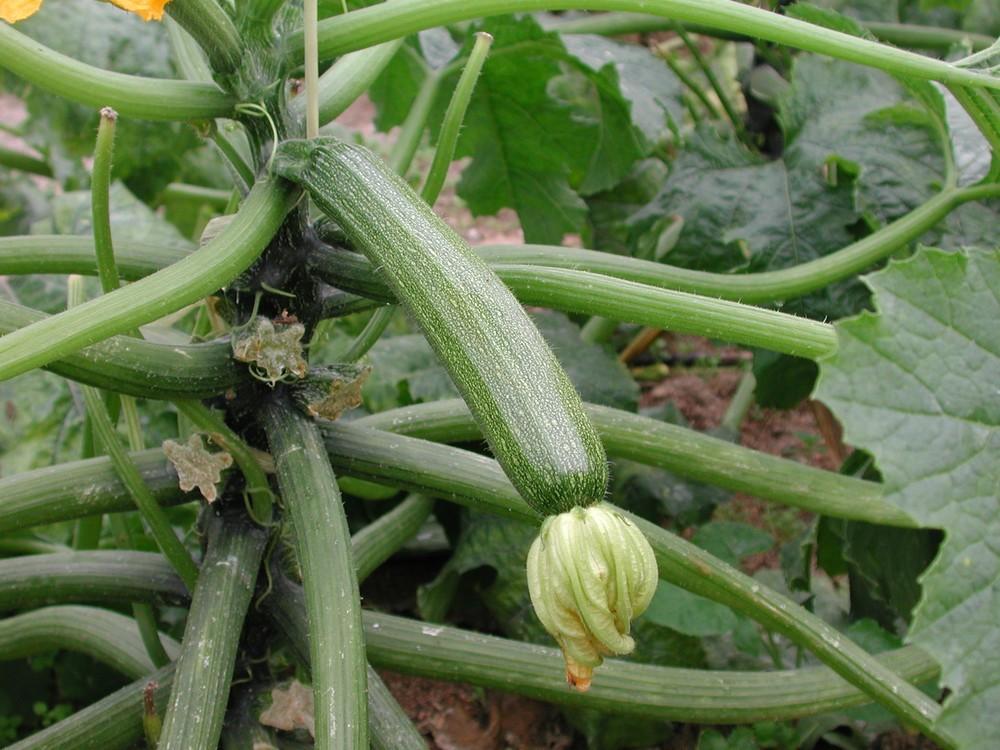 Calabacín, pepino y berenjena siguen en caída la primera quincena de abril