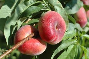 Arranca la campaña de fruta de hueso