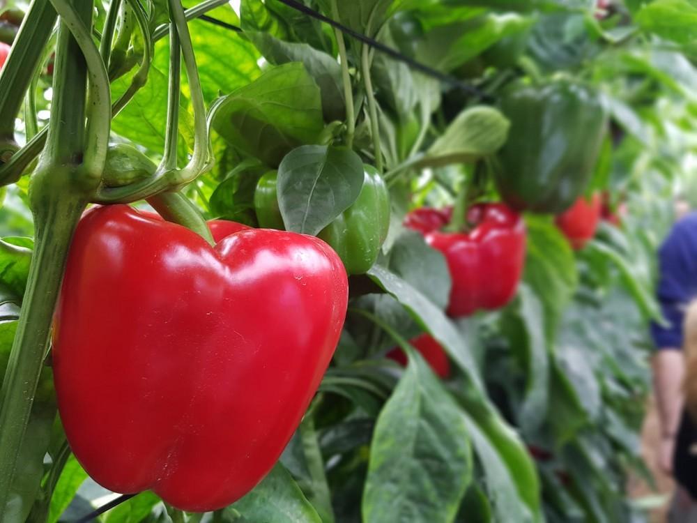 La semana arroja subidas en las cotizaciones de todos los tipos de pimiento