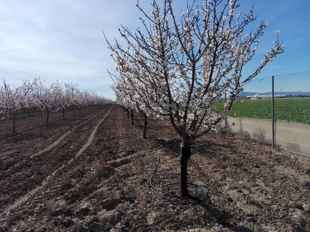 Agricultura amplía hasta el 15 de mayo el plazo de presentación de la solicitud única