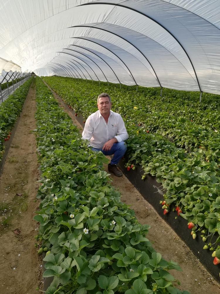 Vellsam consigue más de un 25% de dulzor y tamaño en fresas de Huelva durante el invierno
