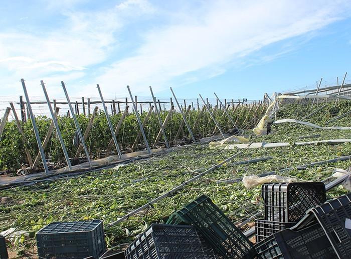 La Consejería de Agricultura solicita una corrección de errores al Gobierno central en la rebaja de módulos del IRPF publicada