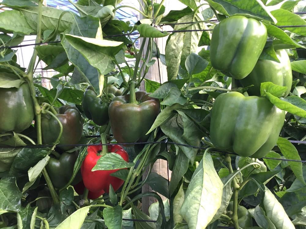 Pimiento temprano de Rijk Zwaan: variedades productivas para rentabilizar el cultivo