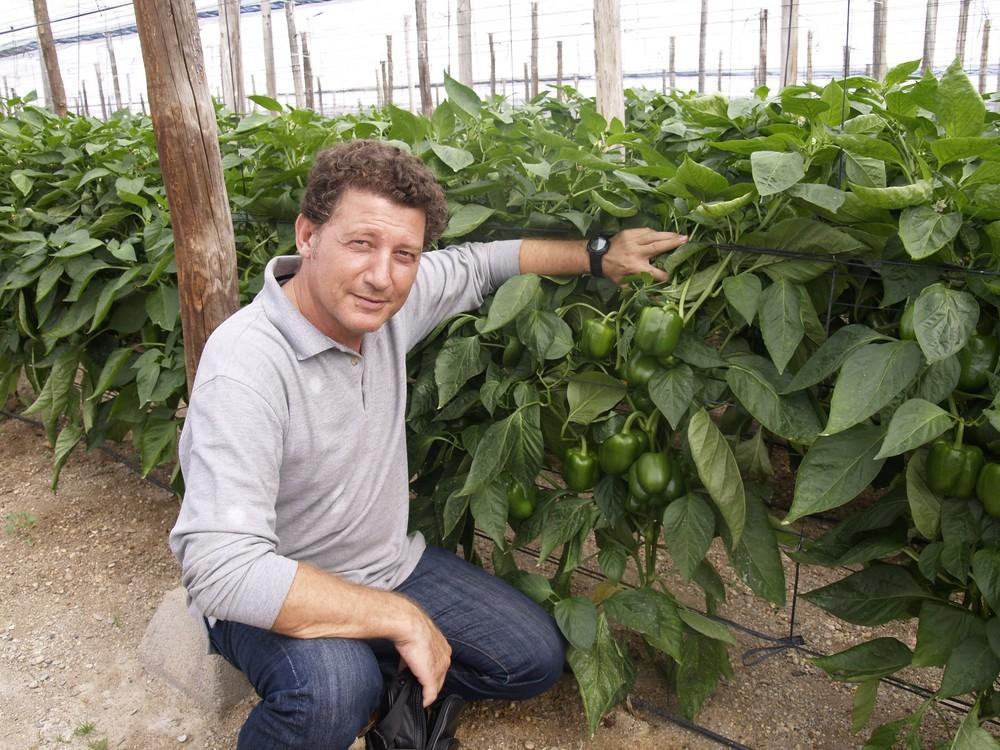José Luis Ruipérez, especialista de pimiento de Rijk Zwaan: ‘Producción y rentabilidad’
