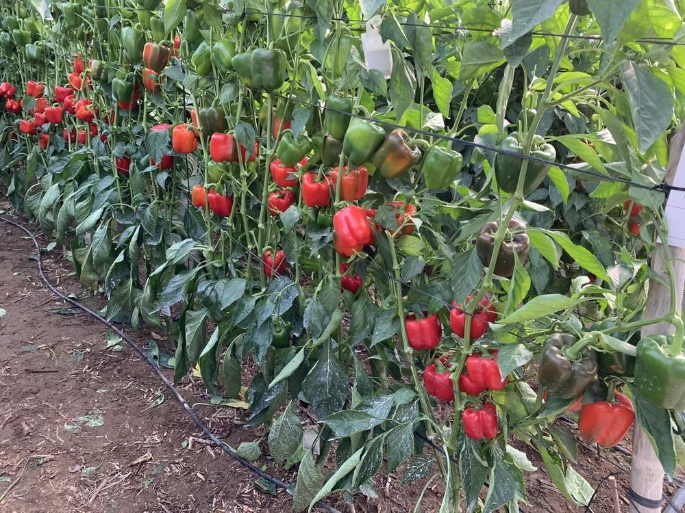  Aumentan en más de 650 las hectáreas de pimiento esta campaña con un 75 por ciento de este cultivo de California