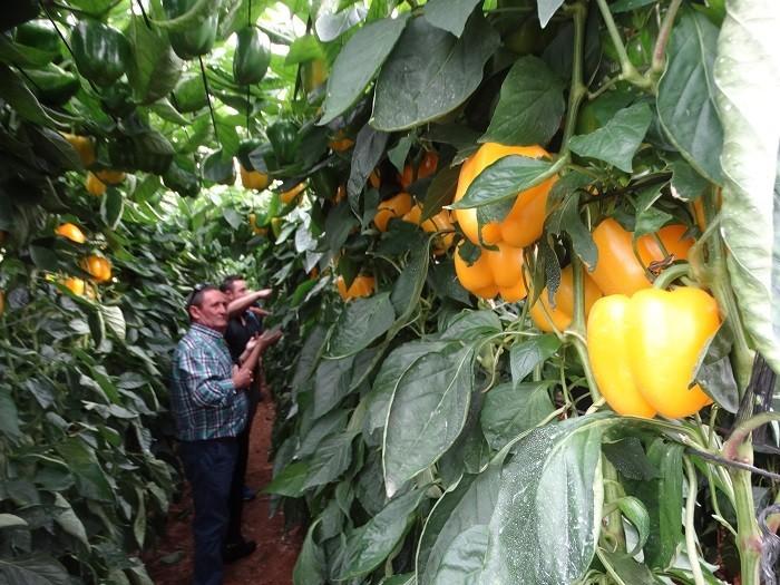 Producción y calidad: señas de identidad de los pimientos California de HM.CLAUSE para segmento temprano y medio
