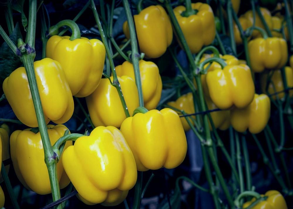 Mikonos es el california amarillo de siembras tardías que demandan las comercializadoras por su alta calidad y calibre adecuado para exportación