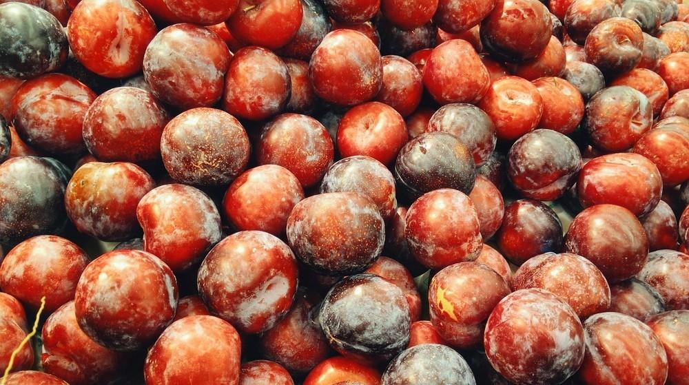 La cosecha de ciruelas en la Región prevista para este año aumentará un 21 por ciento