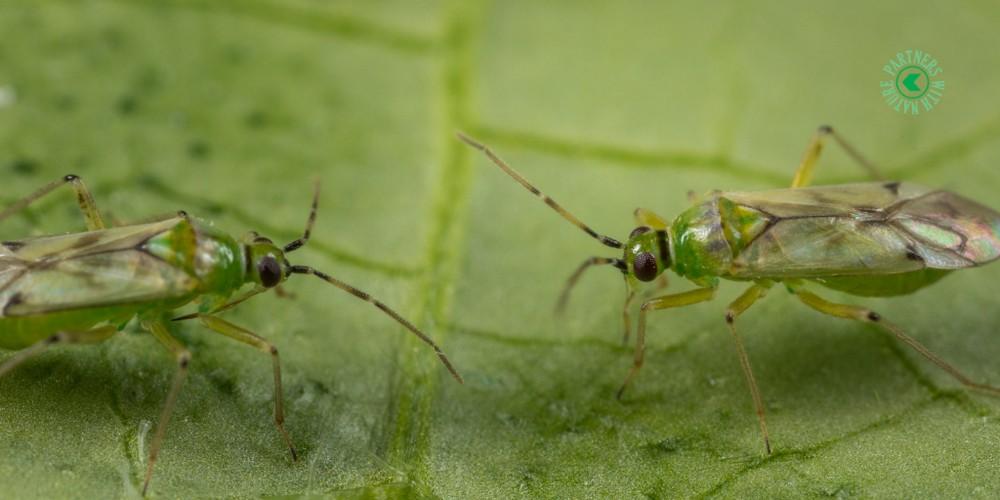Koppert recomienda sueltas de ‘Nesi’ para frenar el aumento de araña roja en tomate