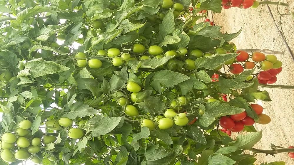 Ramiro Arnedo ofrece la solución en tomate con su amplio catálogo de novedades