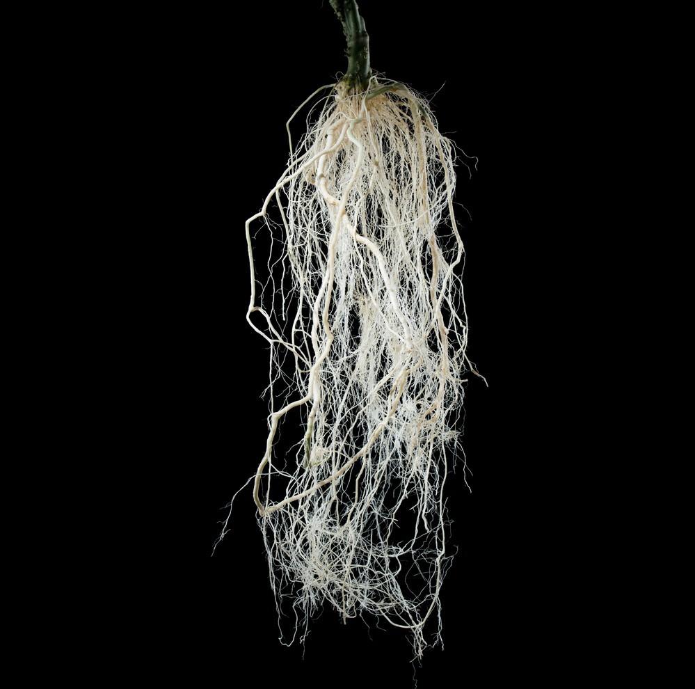 Forzapro, el portainjerto de Vilmorin Mikado con un potente y voluminoso sistema radicular