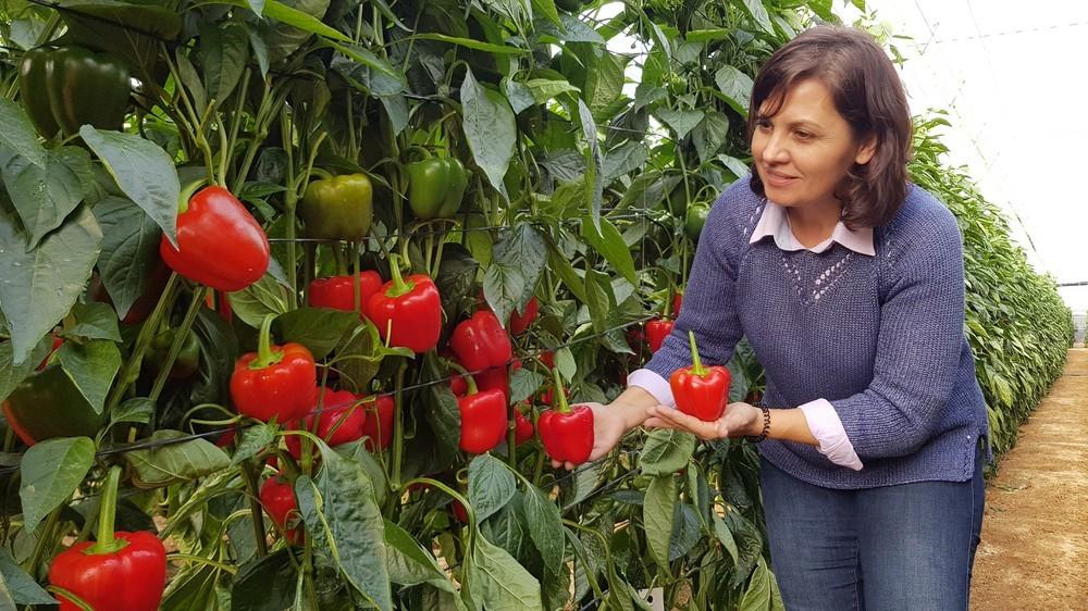 Hazera mira hacia el futuro del pimiento en Almería