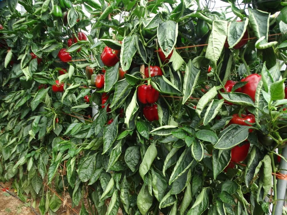 HM.CLAUSE lleva al mercado de ciclo tardío variedades de pimiento California flexibles y con más resistencias
