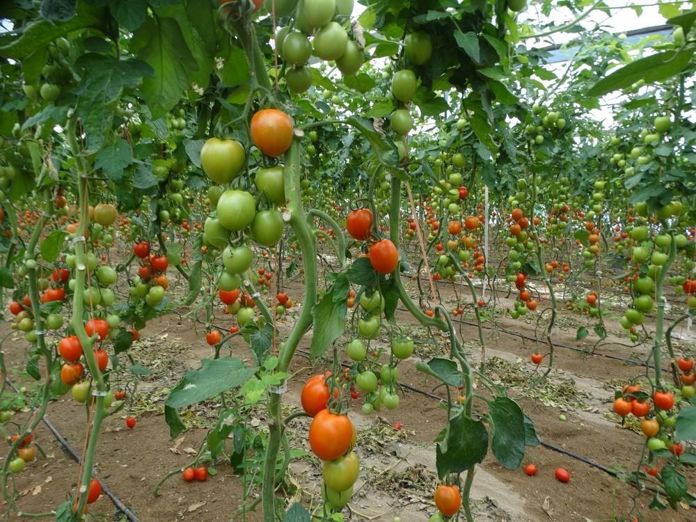 Zeraim presenta Pyreno, Arrecife y Cobalto  como novedades para su catálogo de tomate