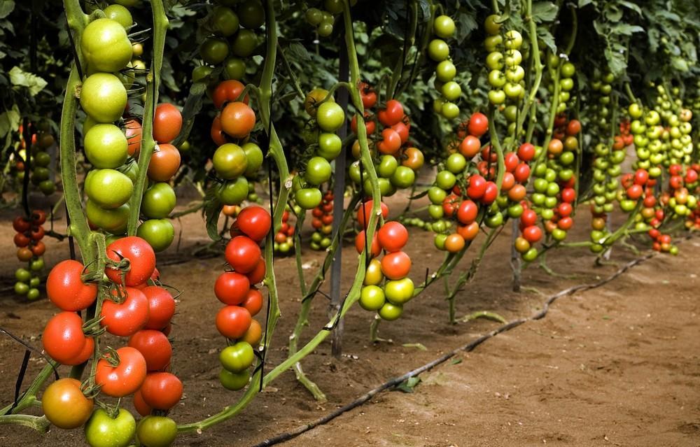 Ateneo y Alcazaba, los tomates rama con los que Semillas Fitó se gana el mercado