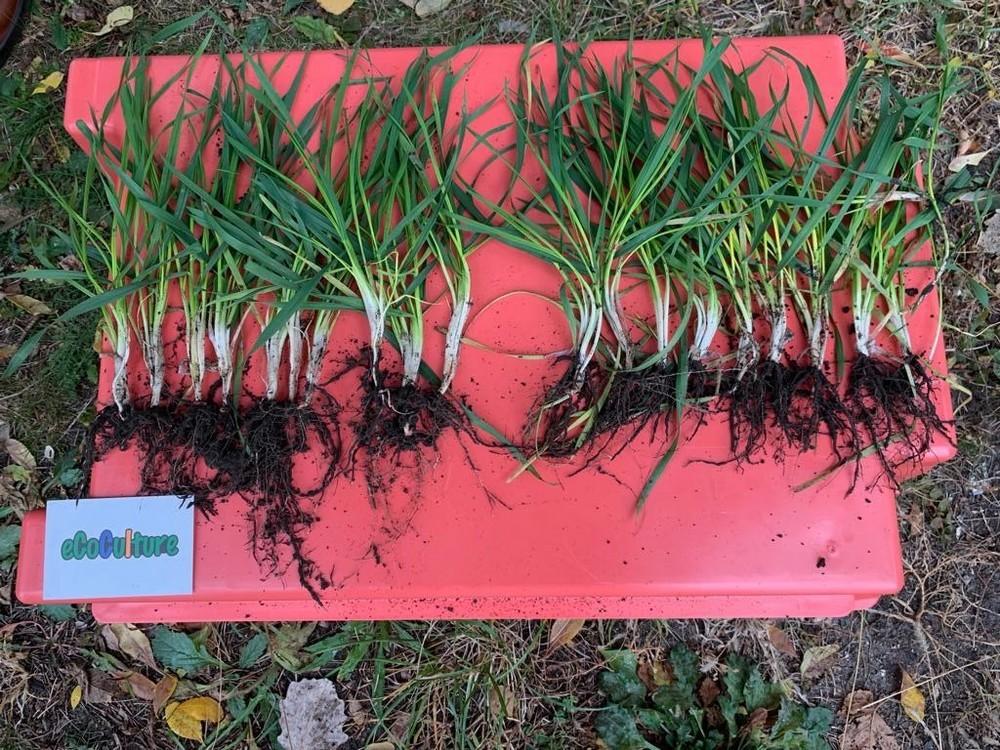 Ecoculture Biosciences registra sus productos en Ucrania y comenzará sus envíos a este país en otoño