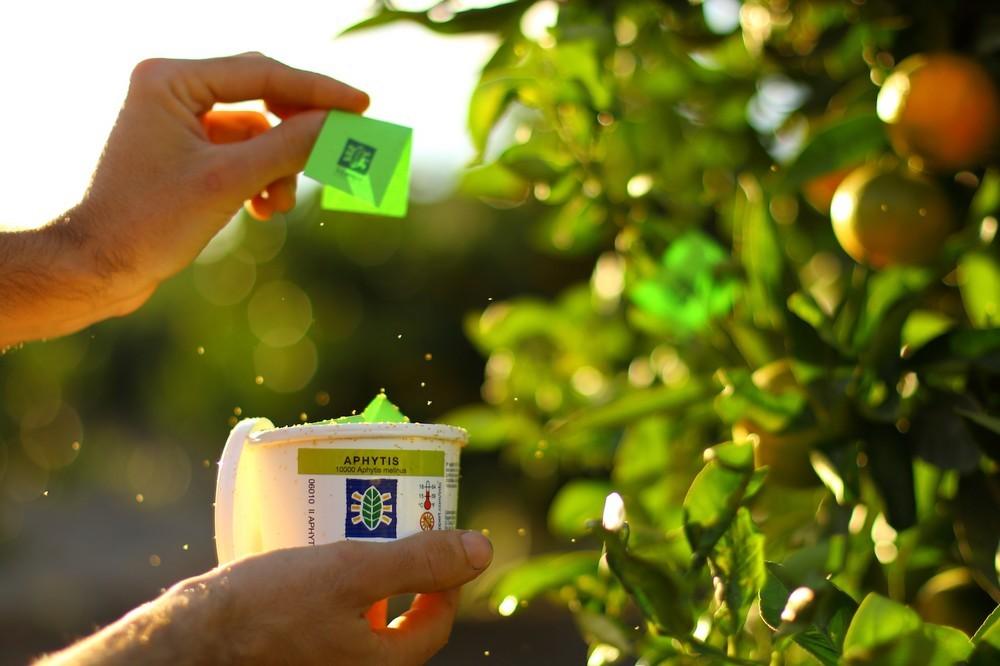 Koppert destaca la eficacia del control biológico en cítricos frente a las plagas resistentes a agroquímicos