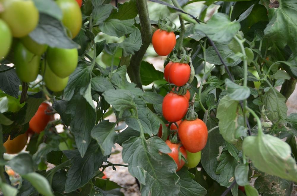 La Junta inicia un nuevo pago de 43,9 millones de euros a la agricultura ecológica y agroambientales