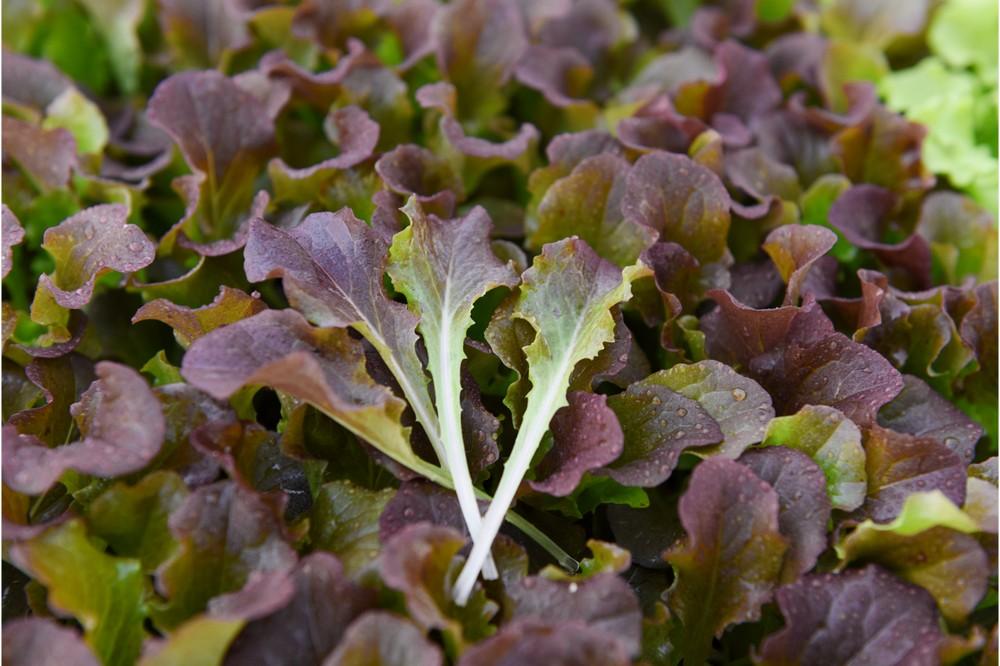 Lechuga ISI Sementi, calidad para todo el año