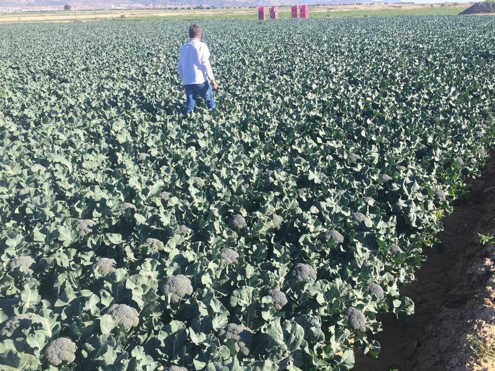 Seminis se diferencia en brócoli con sus variedades Titanium y Shard
